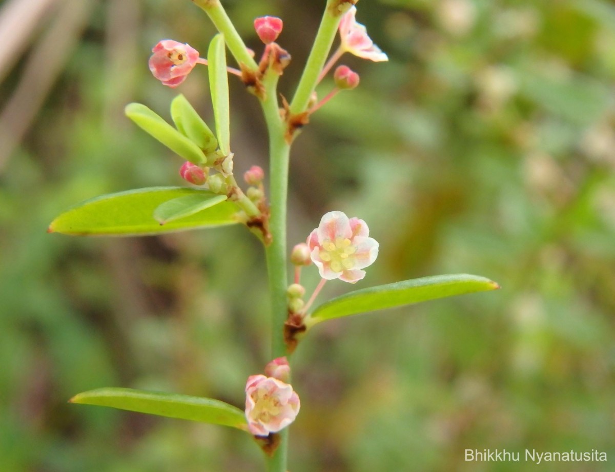 Phyllanthus wheeleri G.L.Webster